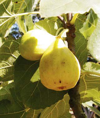 Fig, White Marseilles - Plants Seeds