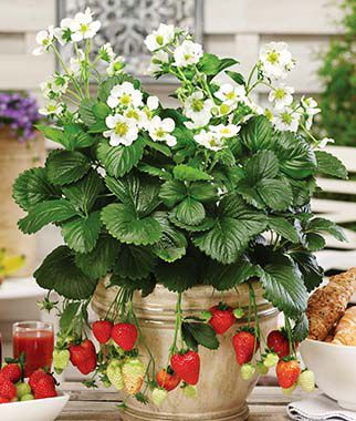 Strawberry Seeds for Planting Four Seasons - 50 Fresh Strawberry Seeds