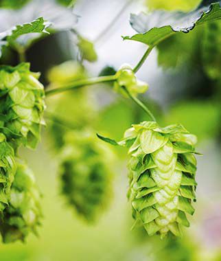 Hops, Chinook - Plants Seeds