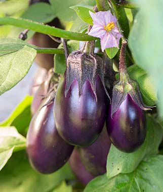 Eggplant, Patio Baby Hybrid - Plants Seeds