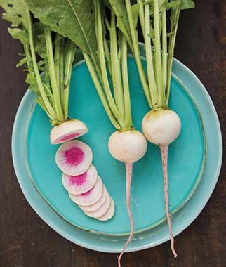 Radish, Rido Red Hybrid - Plants Seeds