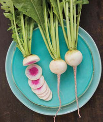 Radish, Rido Red Hybrid - Plants Seeds