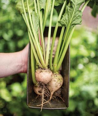 Beet, Avalanche - Plants Seeds