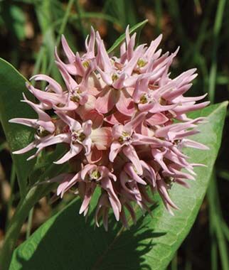 Asclepias speciosa Showy Milkweed