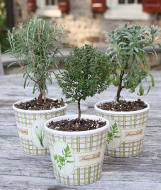 Burpee Herb Holiday Topiary - Plants Seeds