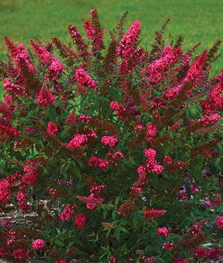 Buddleia, Prince Charming - Seedsplant