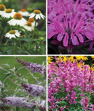 Perennial Pollinator Garden Collection - Plants Seeds
