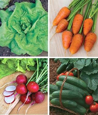 Backdoor Salad Garden