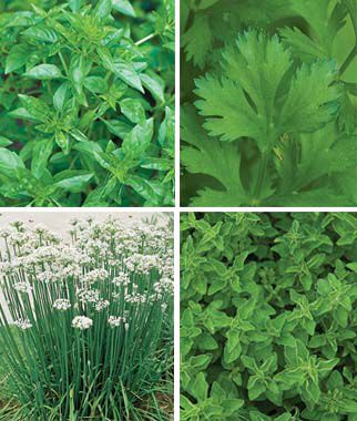 Four Fabulous Herbs - Plants Seeds