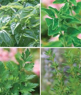 Italian Herb Garden - Seedsplant