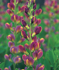 Baptisia, Twilight Prairieblues - Plants Seeds