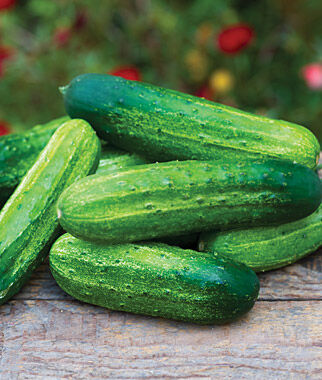 Cucumber, Pick a Bushel Hybrid - Plants Seeds