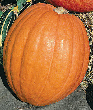 Pumpkin First Prize Hybrid