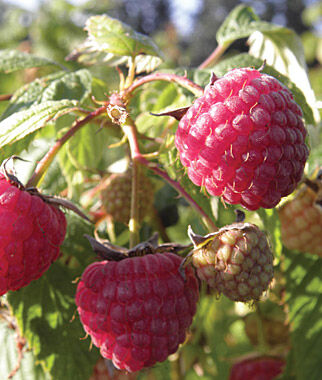 Raspberry, Glencoe - Plants Seeds