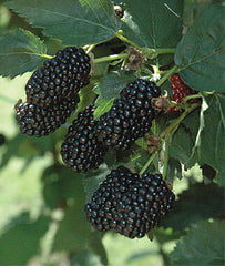 Blackberry, Prime-Ark Freedom - Seedsplant