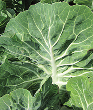 Kale, Tronchuda Beira Hybrid - Plants Seeds