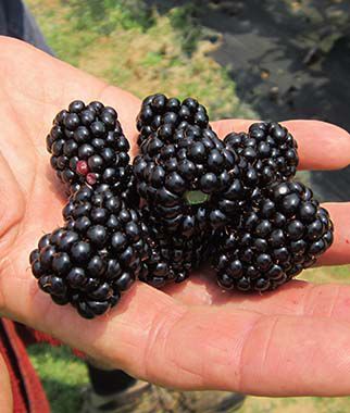 Blackberry, Natchez - Seedsplant