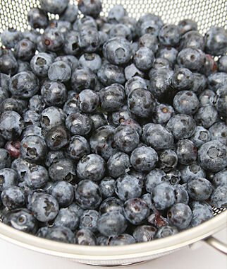 Blueberry, Northland - Seedsplant