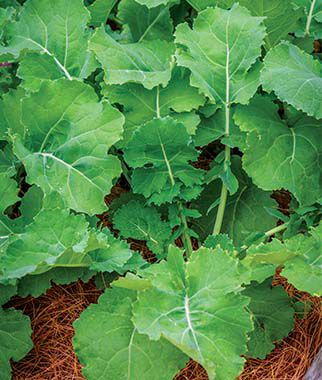 Kale, Premier - Plants Seeds