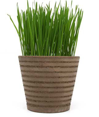 Sprout Seed Wheatgrass Organic