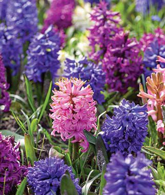Hyacinth, Sensation Mix - Plants Seeds