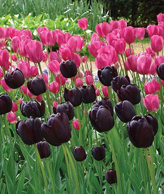 Tulip Mix, Queen of Night and Don Quichotte - Plants Seeds