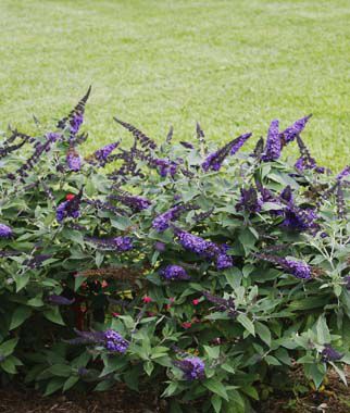 Buddleia Pugster Blue