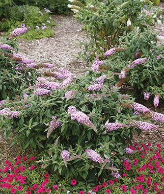 Buddleia, Pugster Pink - Seedsplant