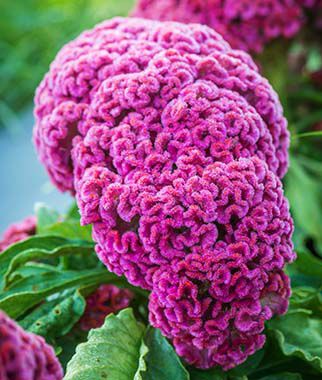 Celosia, King Coral - Plants Seeds