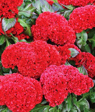 Celosia Prestige Scarlet