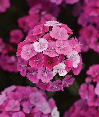 Dianthus Jolt Pink Magic