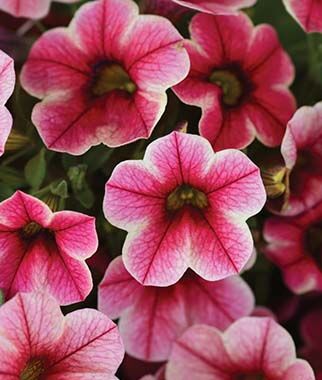 Calibrachoa, Crave Strawberry Star - Plants Seeds