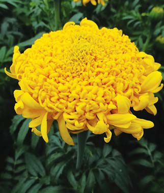 Marigold, Mission Giant Yellow - Seedsplant
