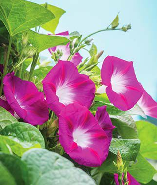 Morning Glory, Party Dress - Plants Seeds