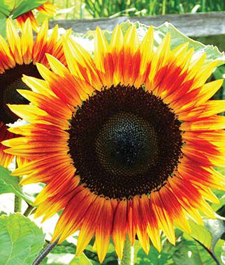 Sunflower Fire Catcher