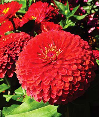 Zinnia, Garnet Treasure Hybrid - Plants Seeds