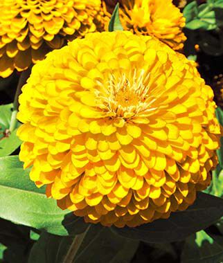 Zinnia, Gold Treasure Hybrid - Plants Seeds