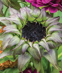 Sunflower, Sun-Fill Purple Hybrid - Plants Seeds