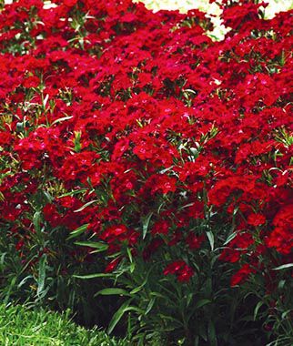 Black/White Velvet Lace Carnation Flower Seeds / Dianthus / Perennial 50+