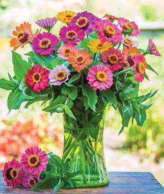 Zinnia, Forecast - Plants Seeds