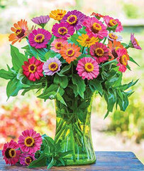 Zinnia, Forecast - Plants Seeds