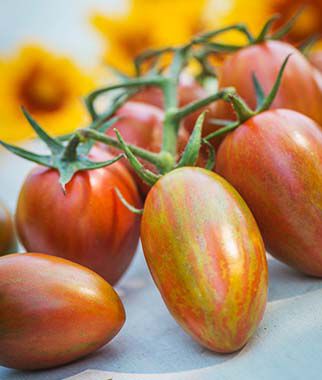 Tomato, Shimmer Hybrid - Plants Seeds
