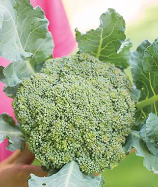 Broccoli, Eastern Magic Hybrid - Seedsplant