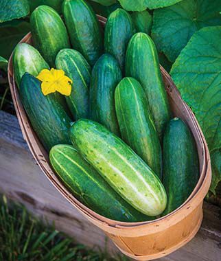 Cucumber Bragger Hybrid