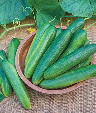 Cucumber, Lunchbox Hybrid - Plants Seeds