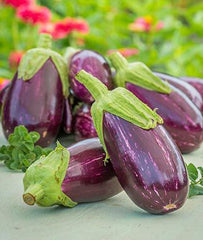 Eggplant, Behold Hybrid - Plants Seeds