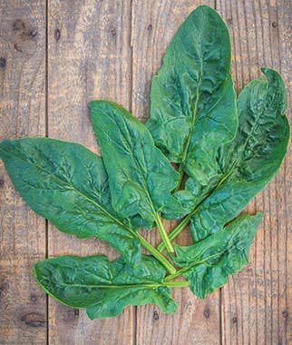 Spinach Seaside Hybrid