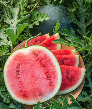 Watermelon, Blacktail Mountain - Plants Seeds