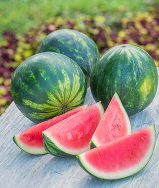 Watermelon, Mini Piccolo Hybrid - Plants Seeds