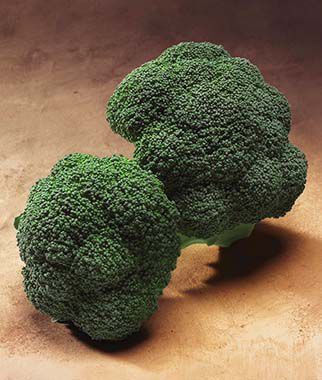 Broccoli, Gypsy Hybrid - Seedsplant